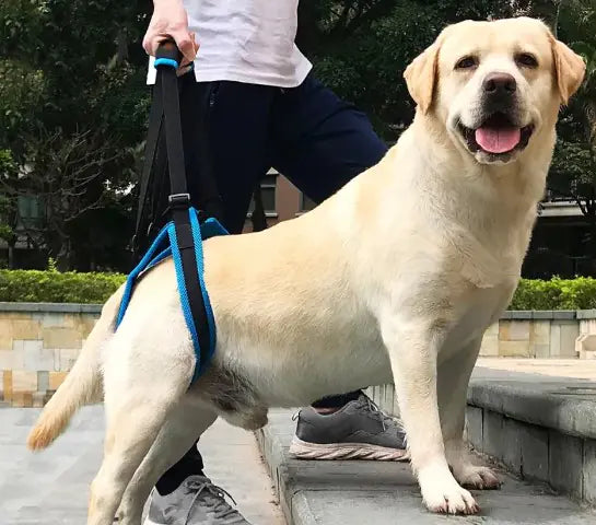 Pet Leg Support - 888