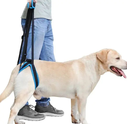 Pet Leg Support - 888