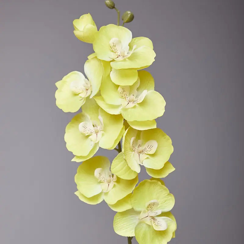 Artificial Orchid Flower for European Dining Table