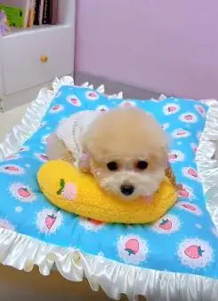 Cozy Pet Pillow - 888